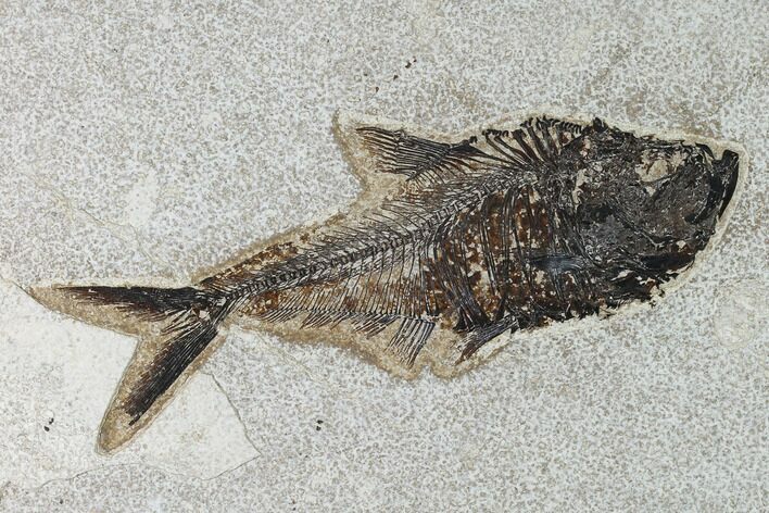 Fossil Fish (Diplomystus) - Green River Formation - Inch Layer #138598